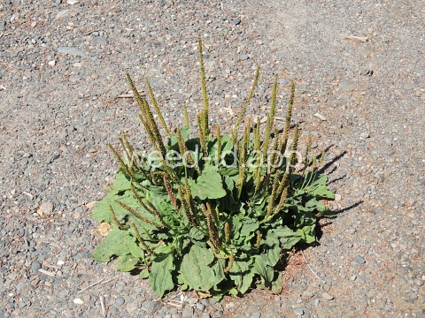 plantain, broadleaf